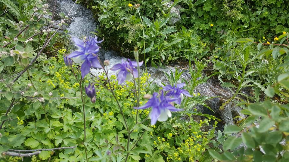 Çayırlı Çataksu Köyü Resimleri 5