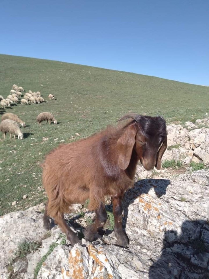 Çayırlı Çilhoroz Köyü Resimleri 10