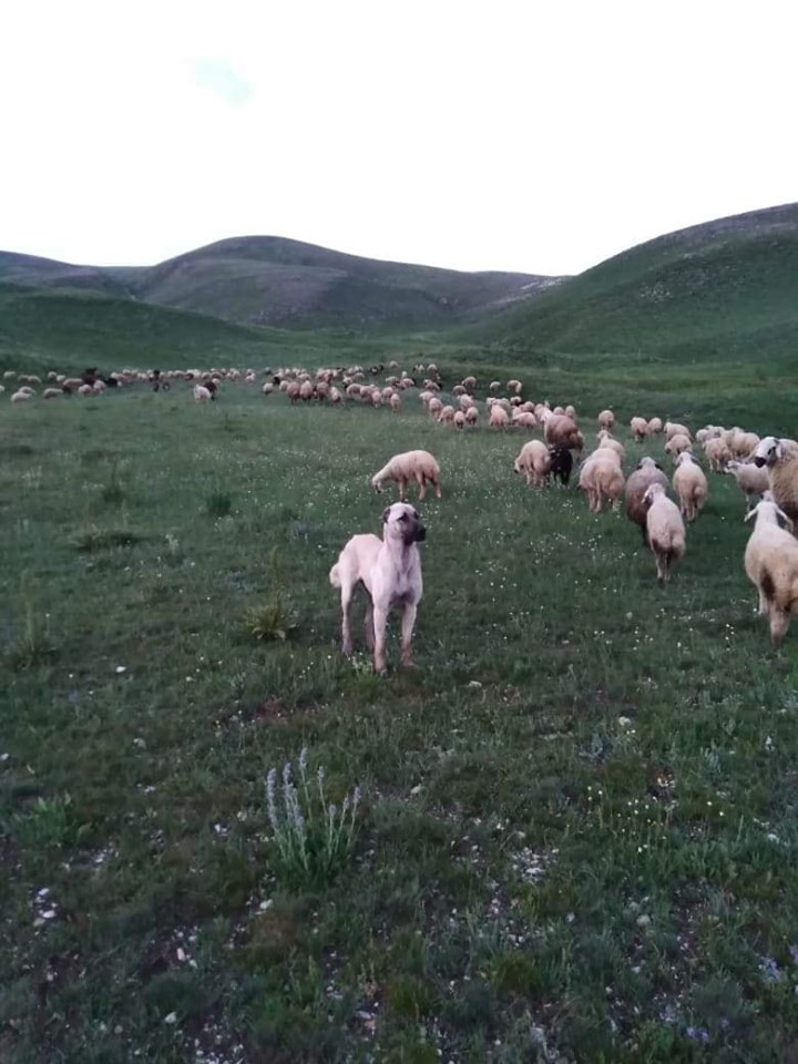 Çayırlı Çilhoroz Köyü Resimleri 6