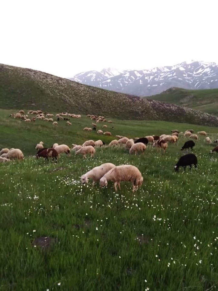 Çayırlı Çilhoroz Köyü Resimleri 7