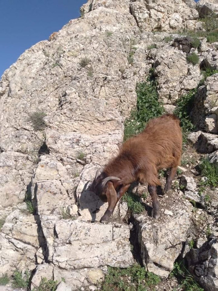 Çayırlı Çilhoroz Köyü Resimleri 8