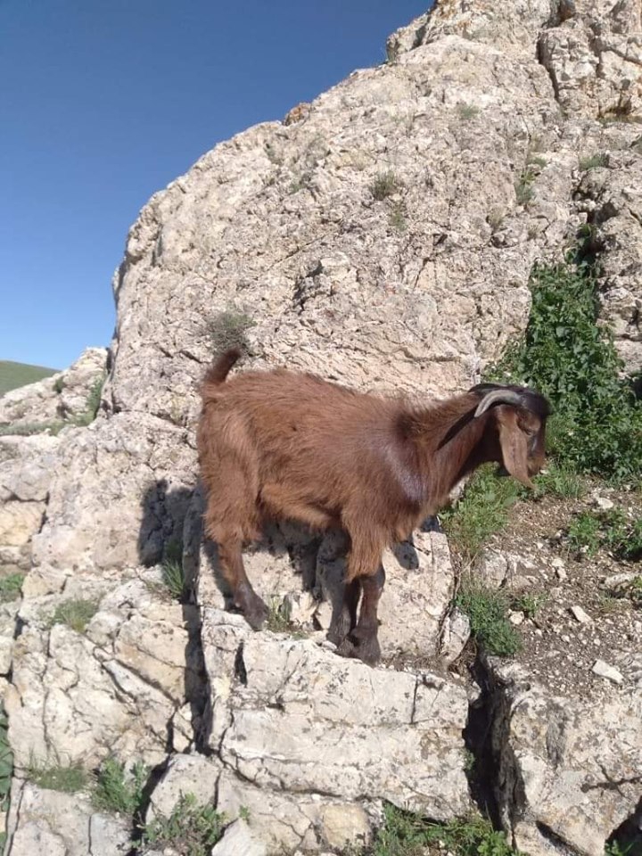 Çayırlı Çilhoroz Köyü Resimleri 9