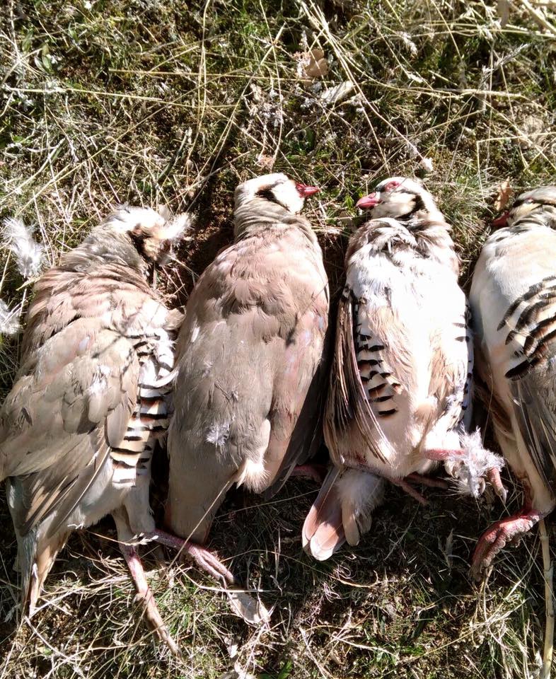 Çayırlı Harmantepe Köyü Resimleri 13