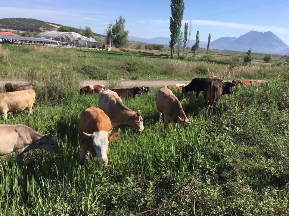 Acıpayam Dedebağı Köyü Resimleri 3