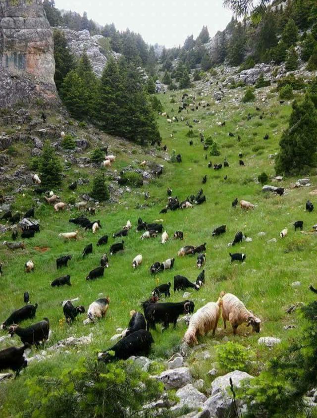 Göksun Yeşilköy Köyü Resimleri 5