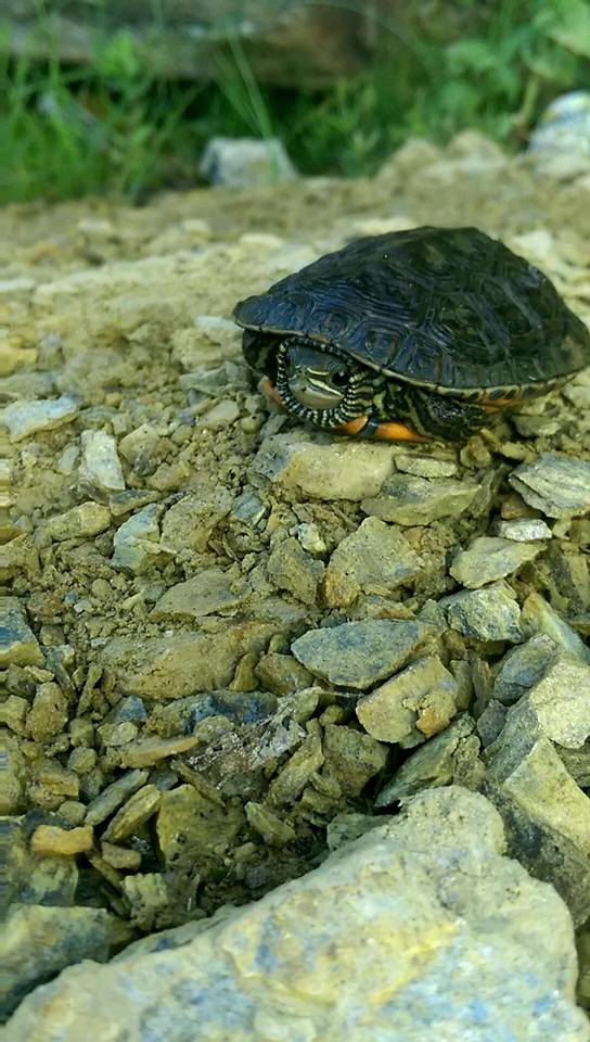 Göksun Yiricek Köyü Resimleri 9