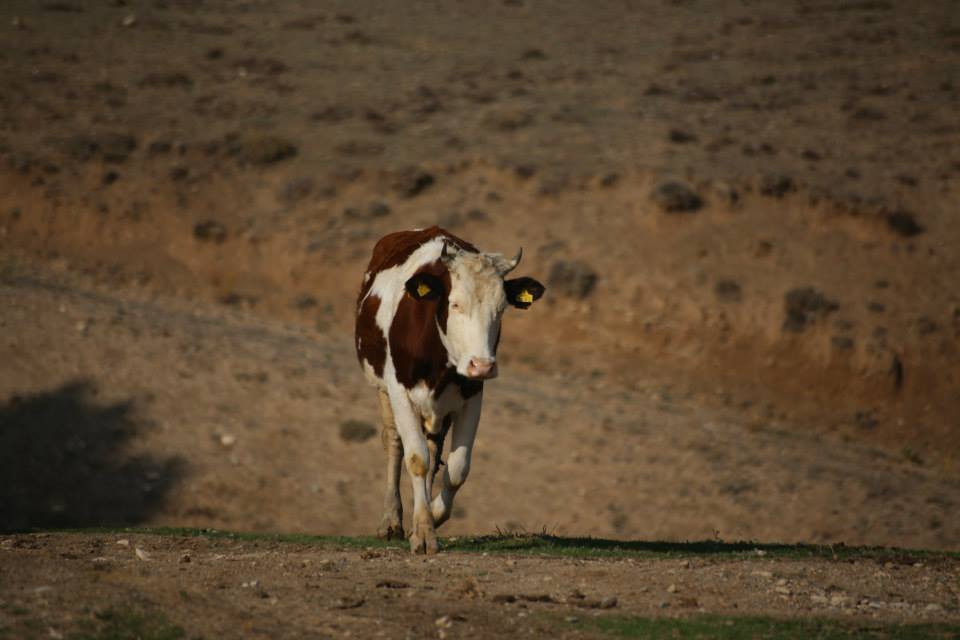 Çayırlı Mirzaoğlu Köyü Resimleri 10