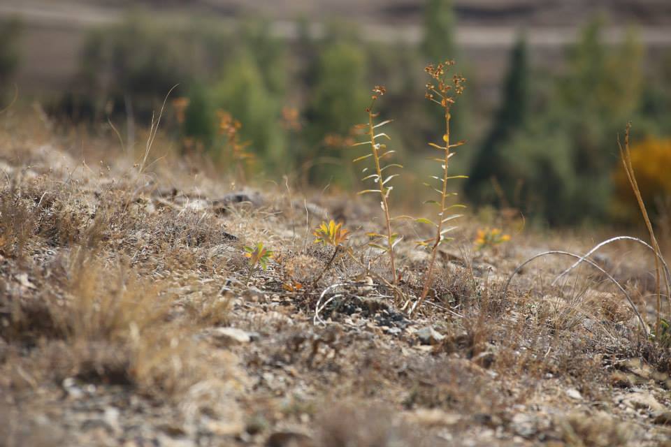 Çayırlı Mirzaoğlu Köyü Resimleri 7