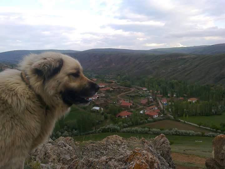 Gemerek Durgunsu Köyü Resimleri 2