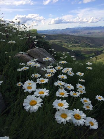Çayırlı Toprakkale Köyü Resimleri 6