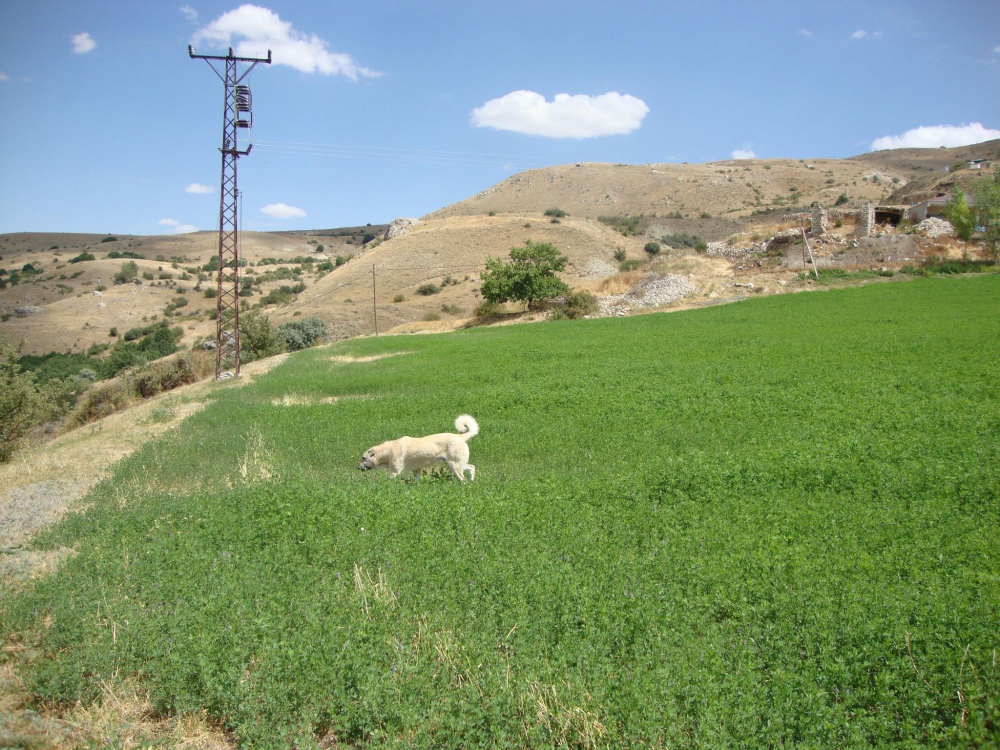Çayırlı Toprakkale Köyü Resimleri 9