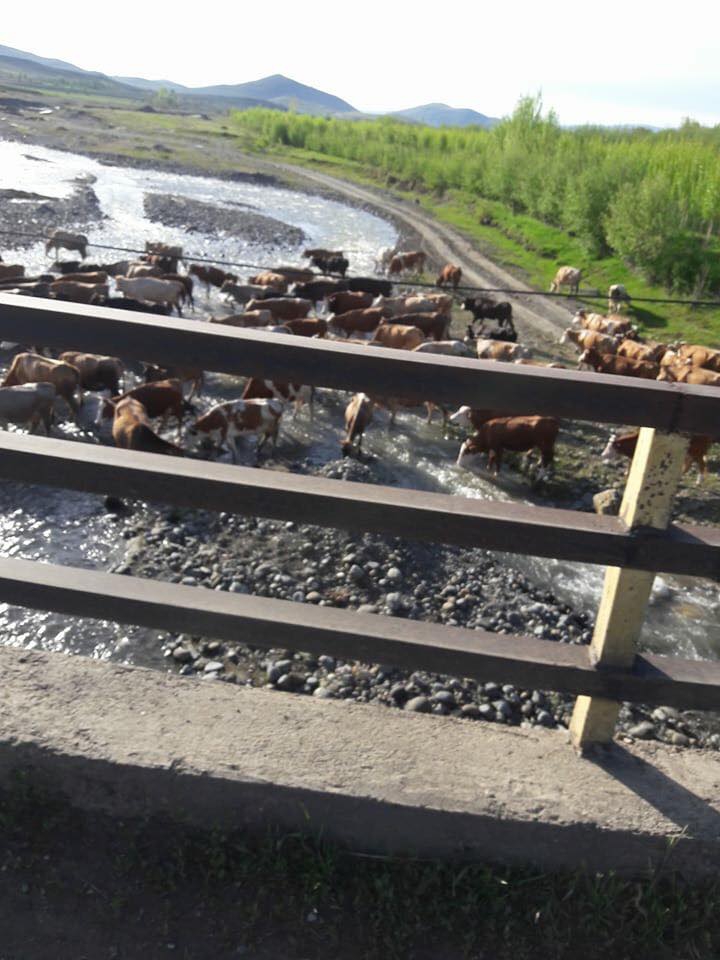 Çayırlı Verimli Köyü Resimleri 2