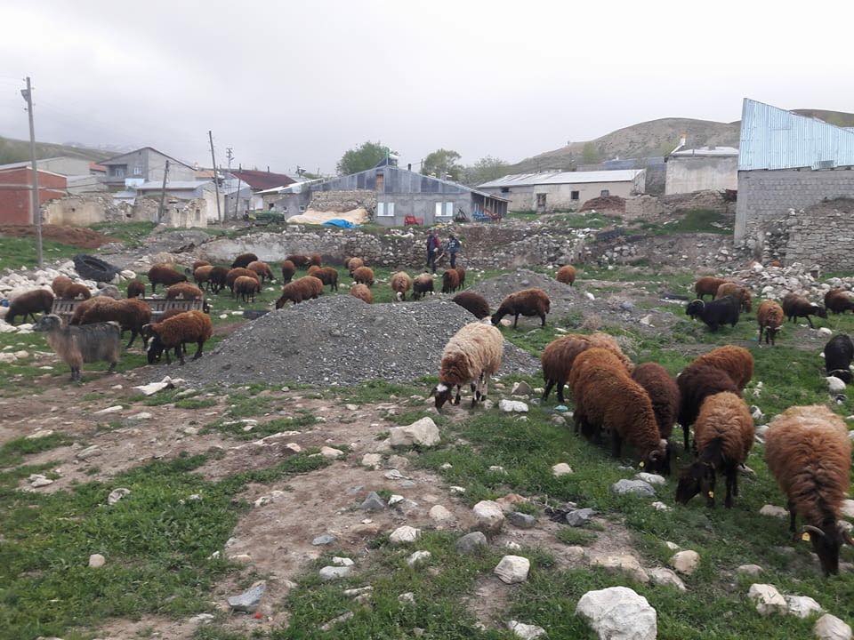 Çayırlı Verimli Köyü Resimleri 3