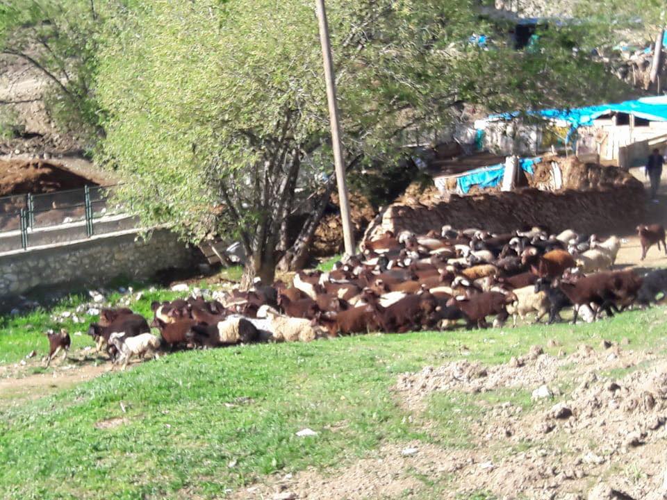 Çayırlı Verimli Köyü Resimleri 9