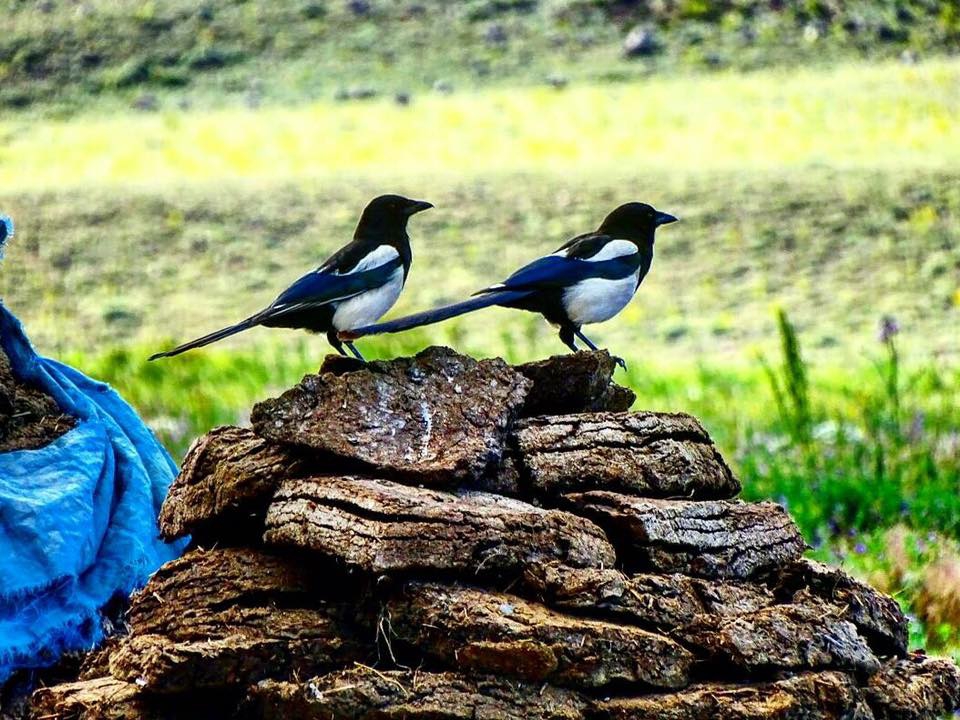 Çayırlı Yaylakent Köyü Resimleri 2