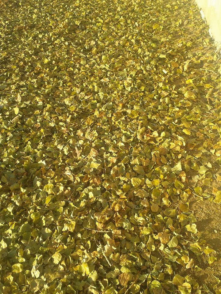 Çayırlı Yukarıkartallı Köyü Resimleri 8