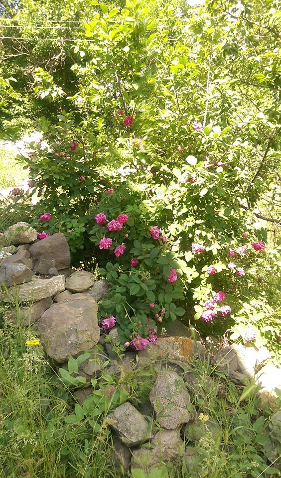 İliç Ağıldere Köyü Resimleri 7