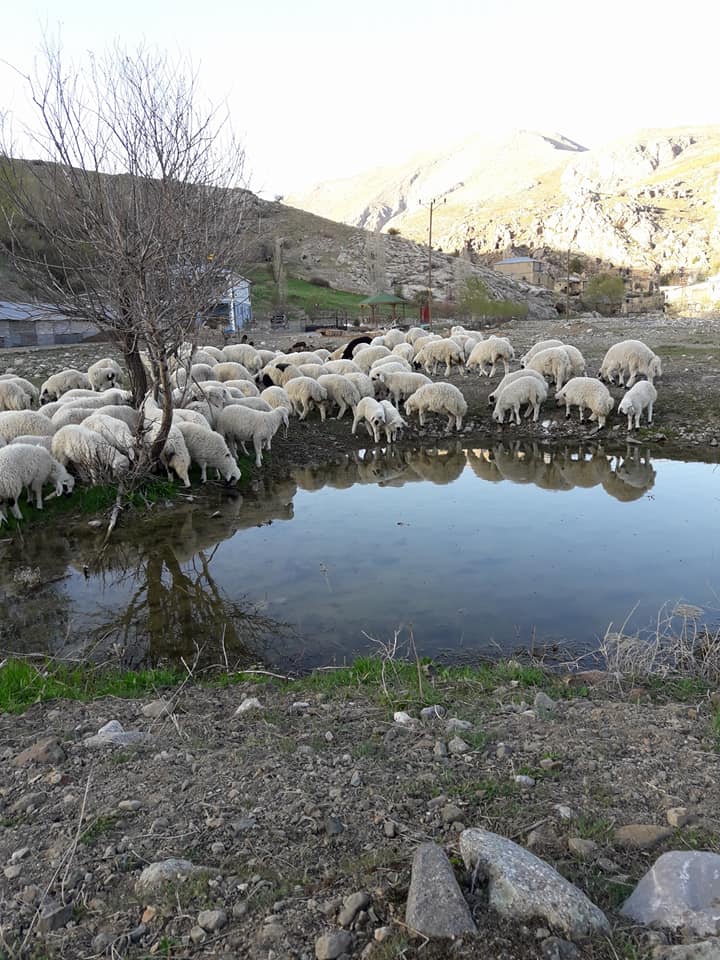 İliç Akdoğu Köyü Resimleri 18