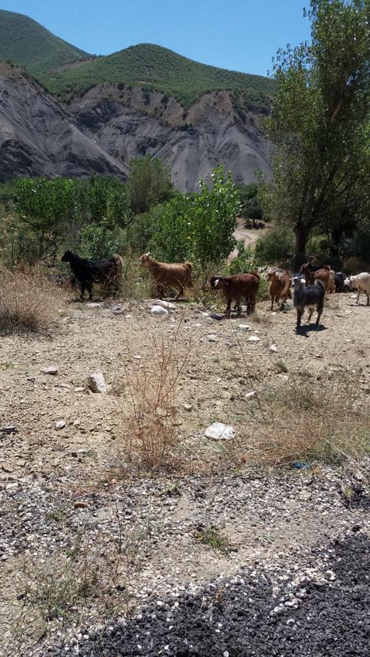 İliç Balkaya Köyü Resimleri 11