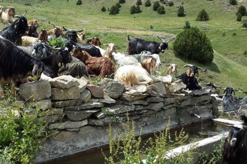 İliç Balkaya Köyü Resimleri 2