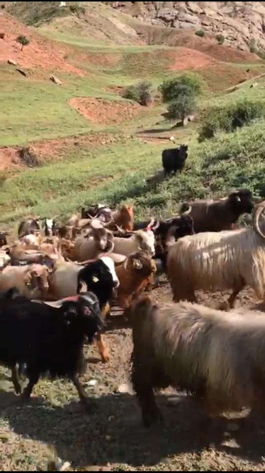 İliç Balkaya Köyü Resimleri 7