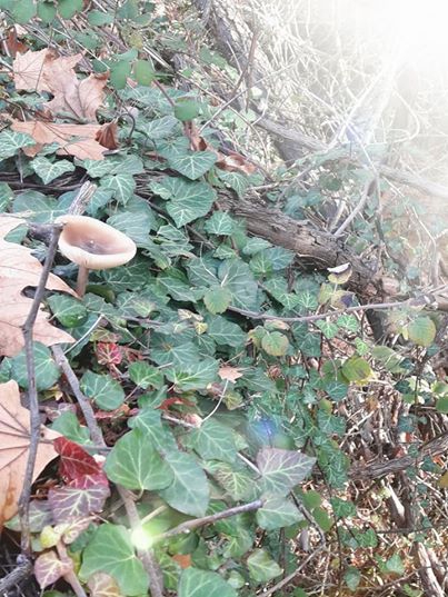 Kavaklıdere Salkım Köyü Resimleri 11