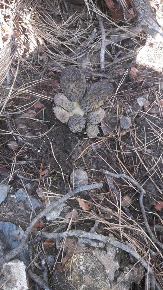 Kavaklıdere Salkım Köyü Resimleri 12