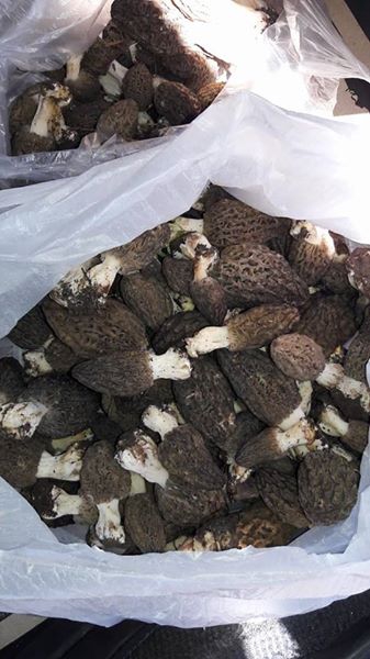 Kavaklıdere Salkım Köyü Resimleri 26