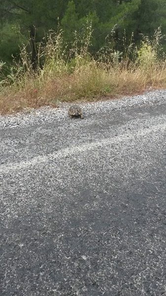 Kavaklıdere Salkım Köyü Resimleri 31