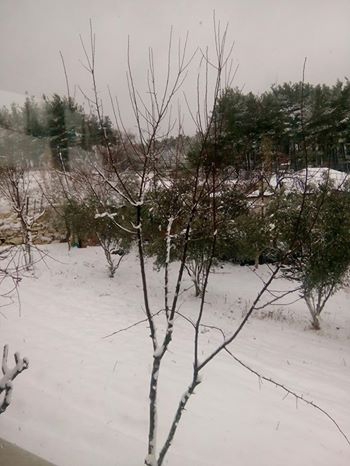 Kavaklıdere Salkım Köyü Resimleri 8