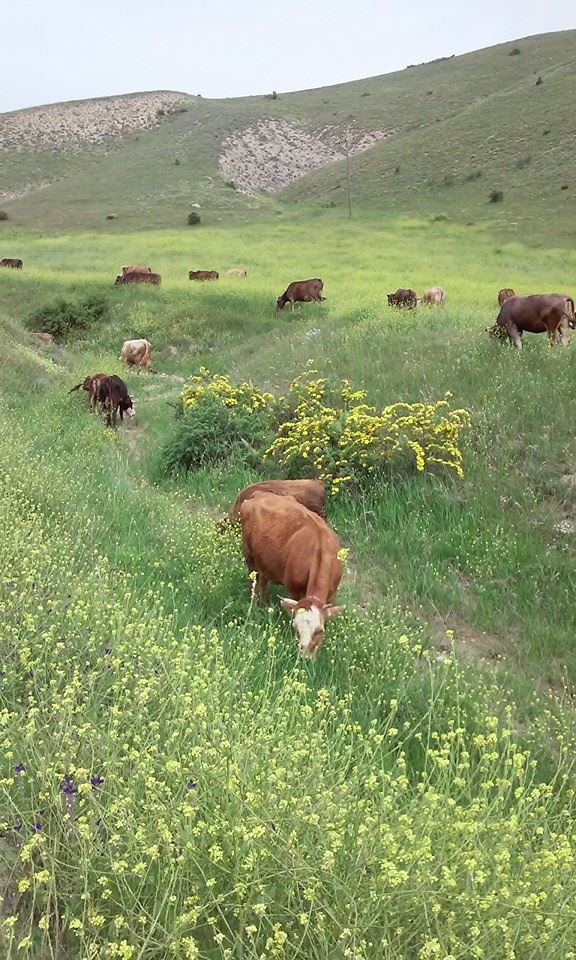 İliç Çayyaka Köyü Resimleri 2