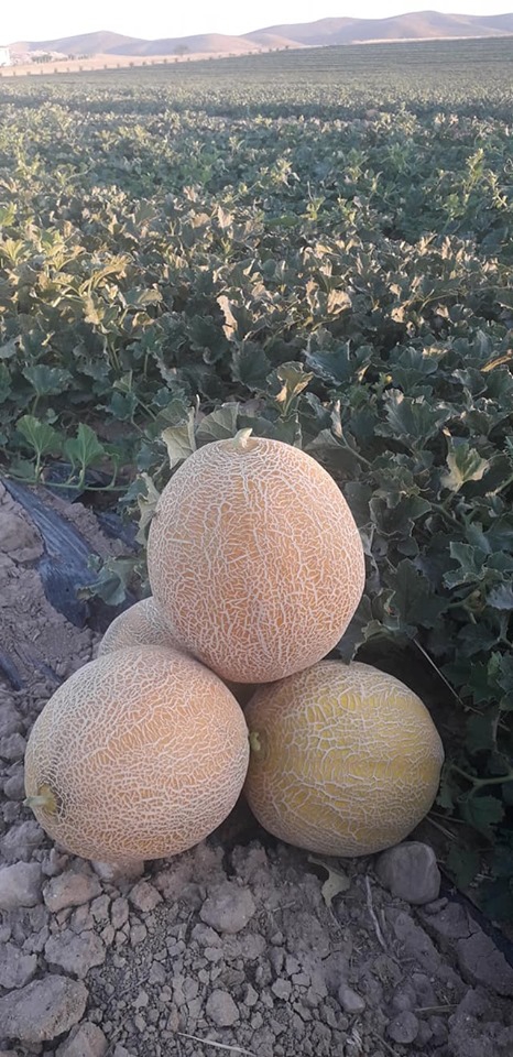 Elazığ Cipköy Köyü Resimleri 4