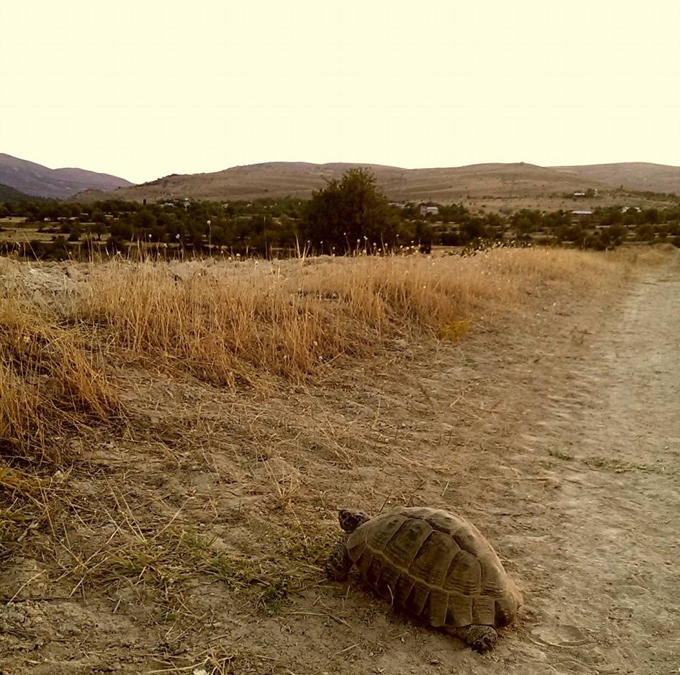 Elazığ Karaçavuş Köyü Resimleri 1