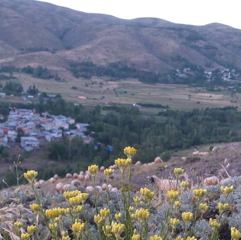 Kemah Bozoğlak Köyü Resimleri 13