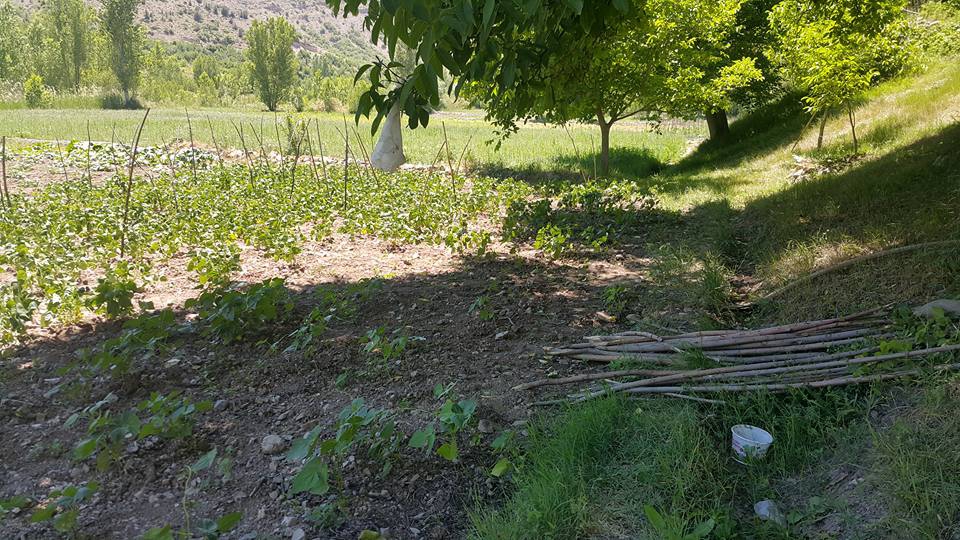 Kemah Çamlıyayla Köyü Resimleri 7