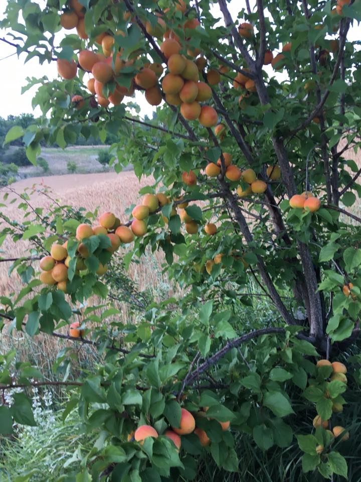Kemah Elmalı Köyü Resimleri 3