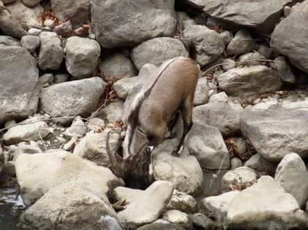 Adana Pozantı Hamidiye Köyü Resimleri 2