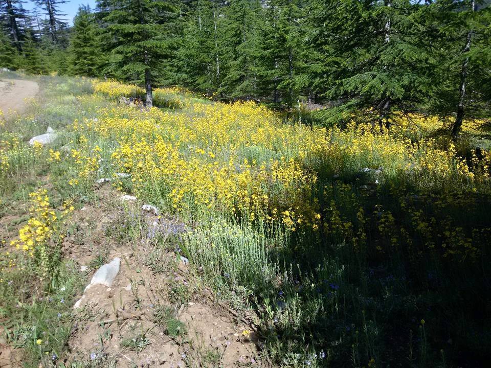 Adana Pozantı Hamidiye Köyü Resimleri 31