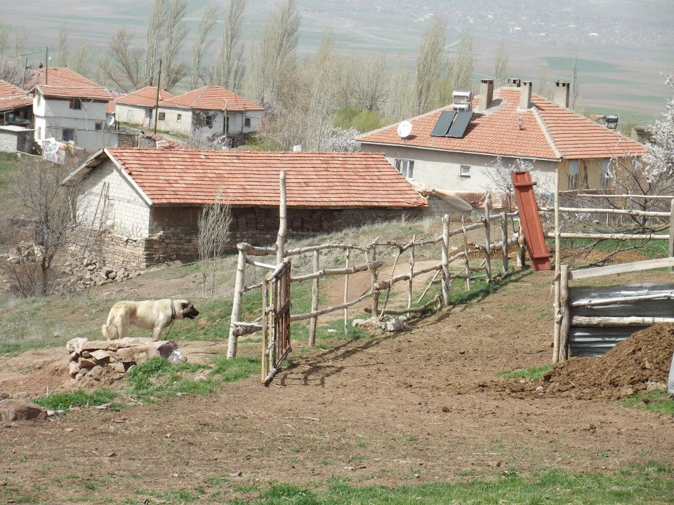 Gemerek Tatlıpınar Köyü Resimleri 1