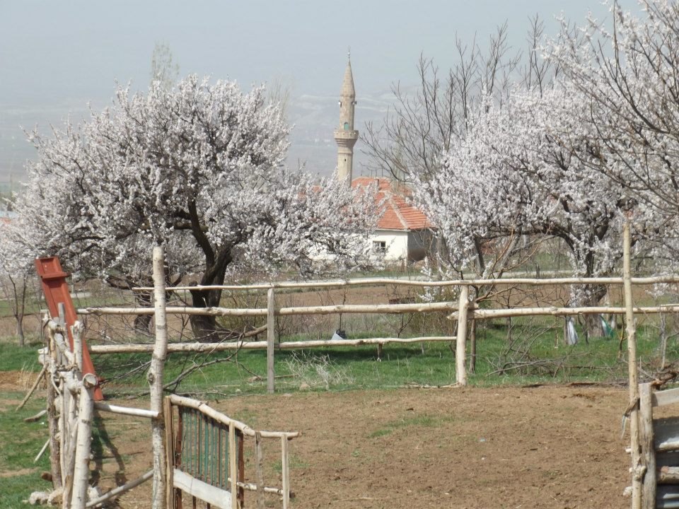 Gemerek Tatlıpınar Köyü Resimleri 14