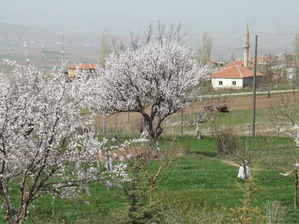 Gemerek Tatlıpınar Köyü Resimleri 16