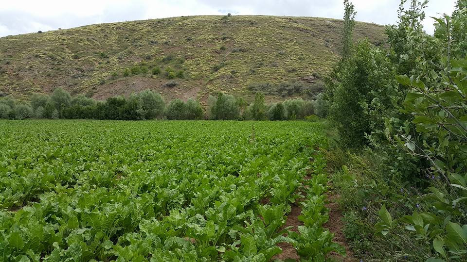 Gemerek Yeşilöz Köyü Resimleri 26