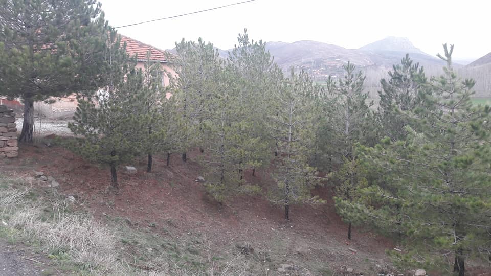 Gemerek Yeşilöz Köyü Resimleri 7