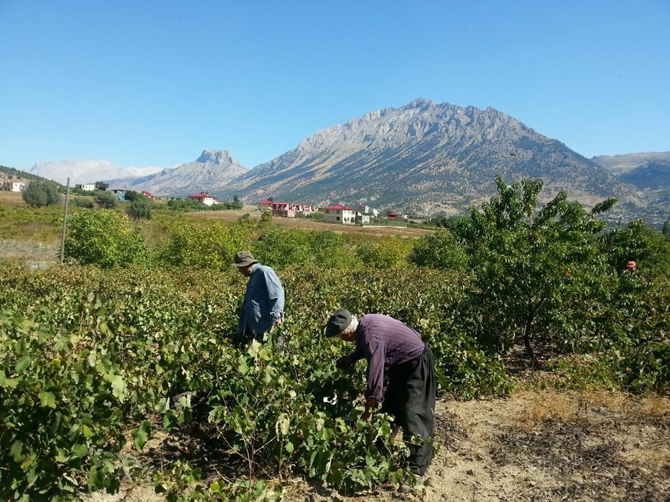 Adana Pozantı Kamışlı Köyü Resimleri 6