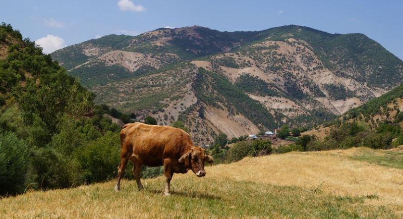 Nazımiye Ballıca Köyü Resimleri 12