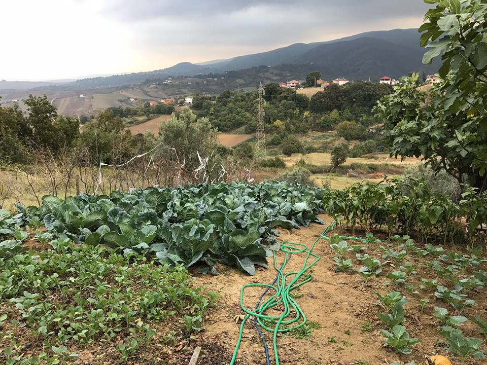 Yalova Elmalık Köyü Resimleri 14