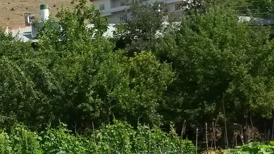 Gölova Akçataş Köyü Resimleri 19