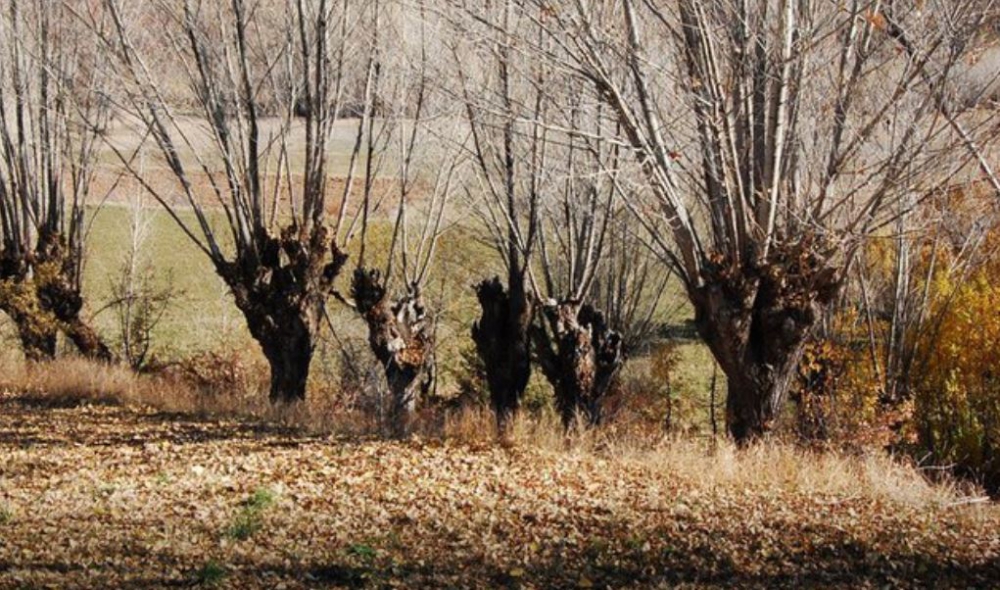 Kemah Gülbahçe Köyü Resimleri 21