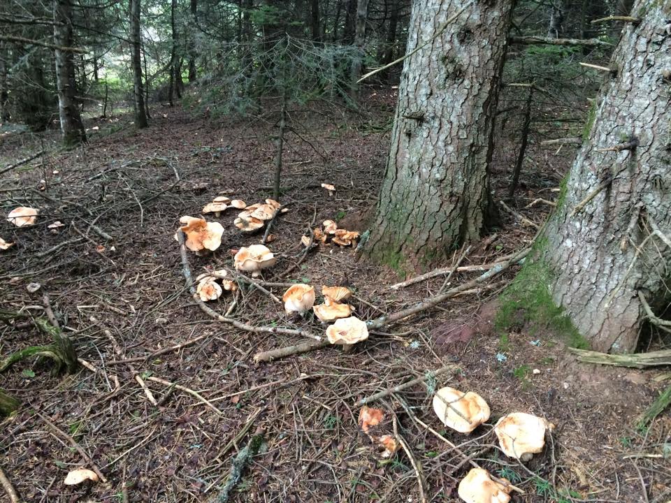 Bolu Ahmetler Köyü Resimleri 25