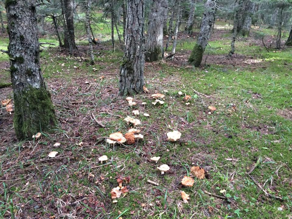 Bolu Ahmetler Köyü Resimleri 28